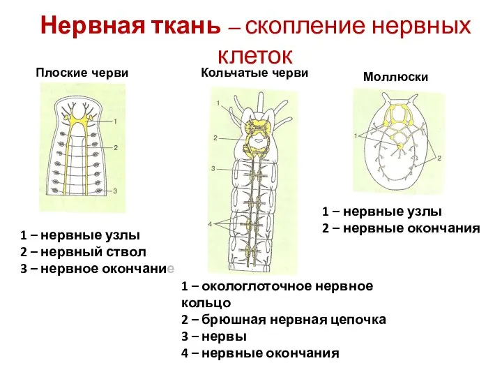 Нервная ткань – скопление нервных клеток Плоские черви Кольчатые черви Моллюски