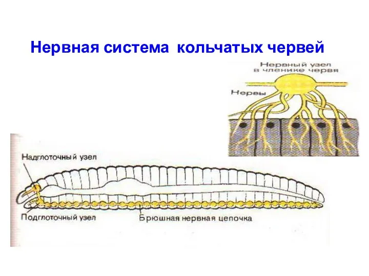 Нервная система кольчатых червей