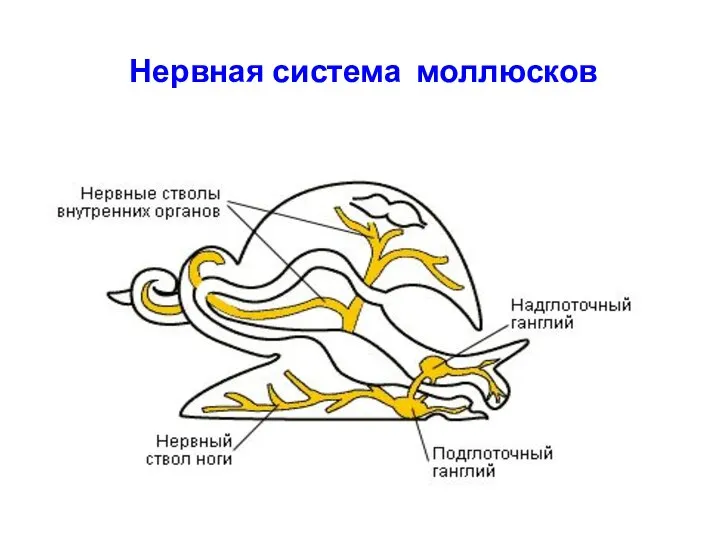 Нервная система моллюсков