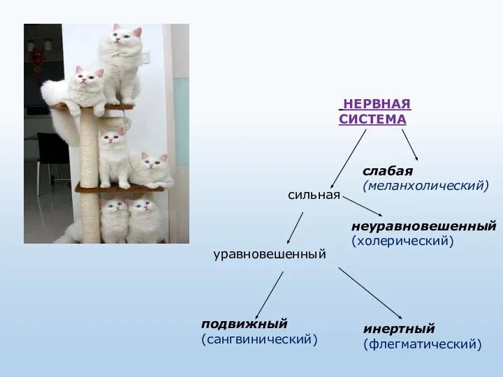 НЕРВНАЯ СИСТЕМА сильная слабая (меланхолический) уравновешенный неуравновешенный (холерический) подвижный (сангвинический) инертный (флегматический)