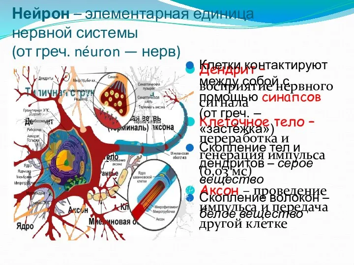 Нейрон – элементарная единица нервной системы (от греч. néuron — нерв)