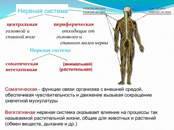 Нервная система центральная периферическая головной и отходящие от спинной мозг головного