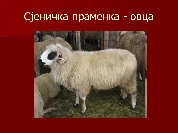 Сјеничка праменка - овца