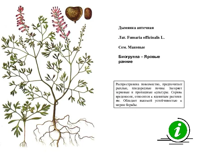 Распространена повсеместно, предпочитает рыхлые, плодородные почвы. Засоряет зерновые и пропашные культуры.