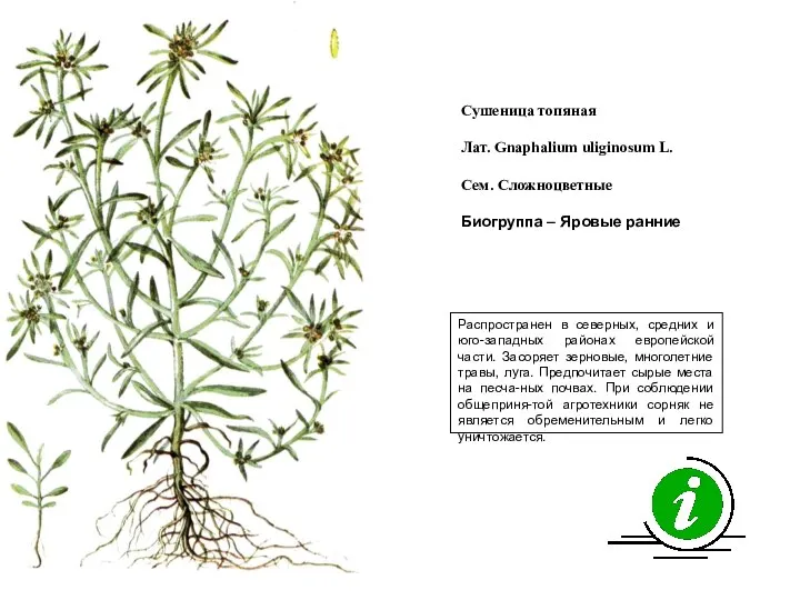 Распространен в северных, средних и юго-западных районах европейской части. Засоряет зерновые,