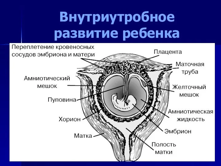 Внутриутробное развитие ребенка