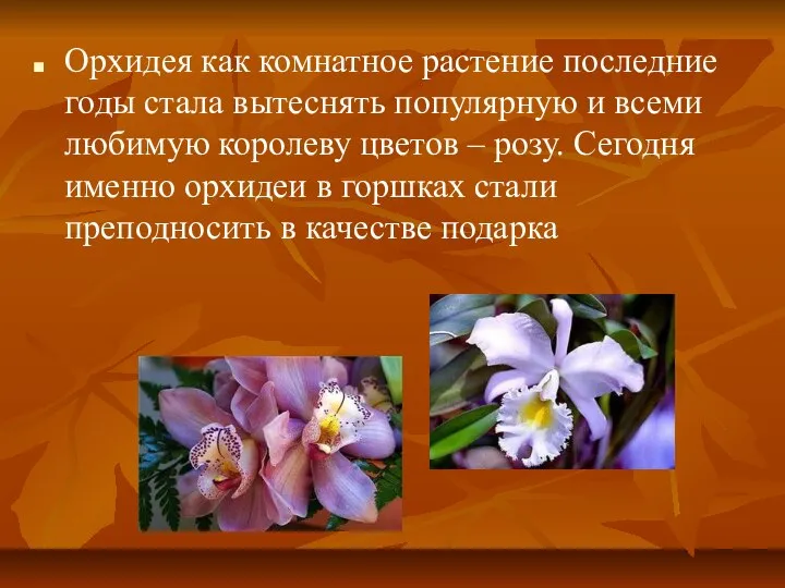 Орхидея как комнатное растение последние годы стала вытеснять популярную и всеми