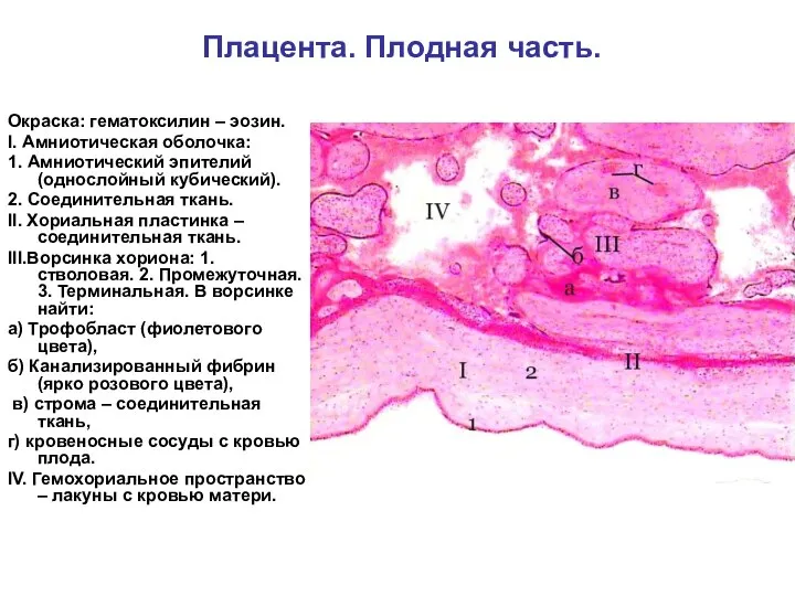 Плацента. Плодная часть. Окраска: гематоксилин – эозин. I. Амниотическая оболочка: 1.