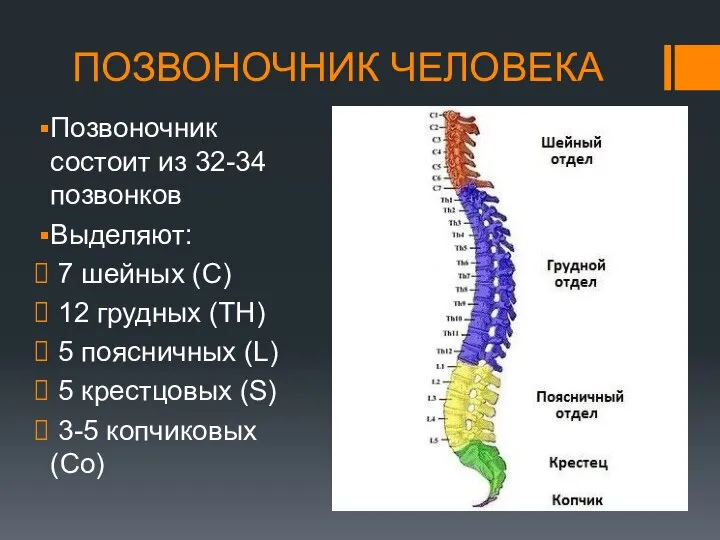 ПОЗВОНОЧНИК ЧЕЛОВЕКА Позвоночник состоит из 32-34 позвонков Выделяют: 7 шейных (С)