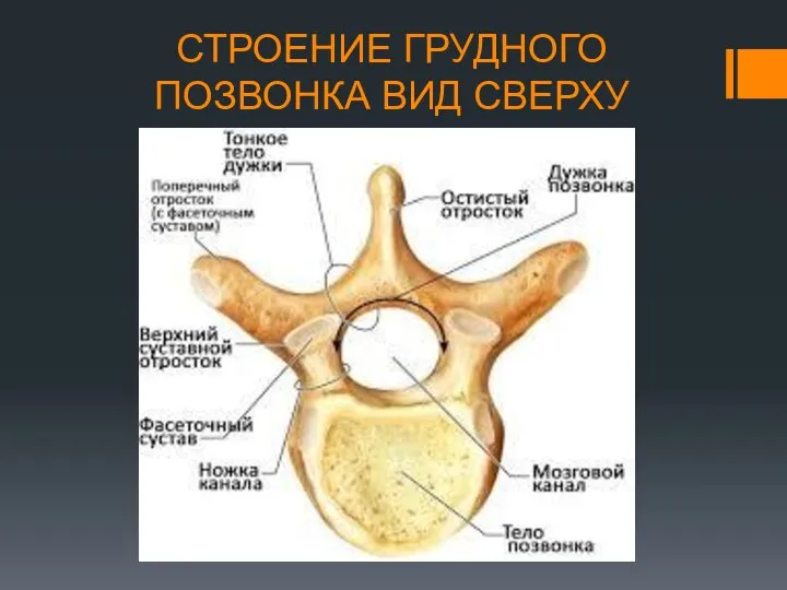 СТРОЕНИЕ ГРУДНОГО ПОЗВОНКА ВИД СВЕРХУ