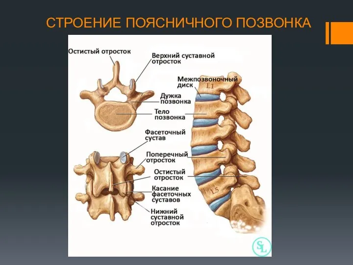 СТРОЕНИЕ ПОЯСНИЧНОГО ПОЗВОНКА