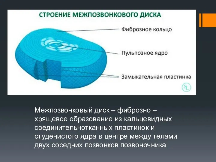 Межпозвонковый диск – фиброзно – хрящевое образование из кальцевидных соединительнотканных пластинок