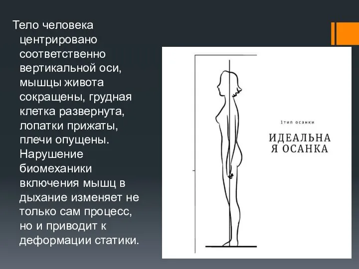 Тело человека центрировано соответственно вертикальной оси, мышцы живота сокращены, грудная клетка