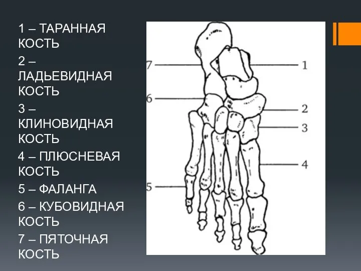 1 – ТАРАННАЯ КОСТЬ 2 – ЛАДЬЕВИДНАЯ КОСТЬ 3 – КЛИНОВИДНАЯ