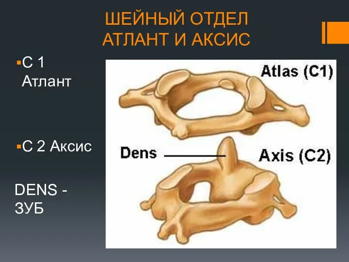 ШЕЙНЫЙ ОТДЕЛ АТЛАНТ И АКСИС C 1 Атлант С 2 Аксис DENS - ЗУБ