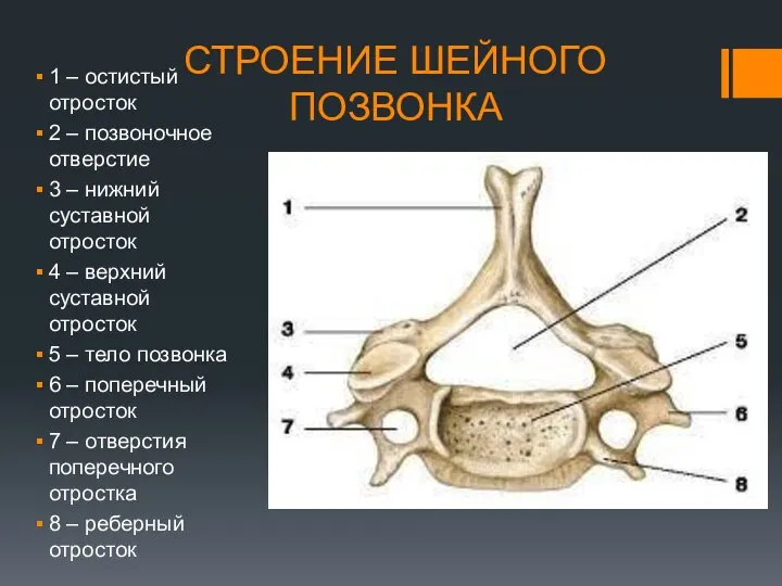 СТРОЕНИЕ ШЕЙНОГО ПОЗВОНКА 1 – остистый отросток 2 – позвоночное отверстие