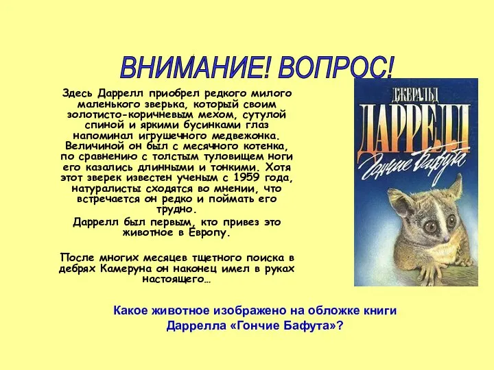 Здесь Даррелл приобрел редкого милого маленького зверька, который своим золотисто-коричневым мехом,