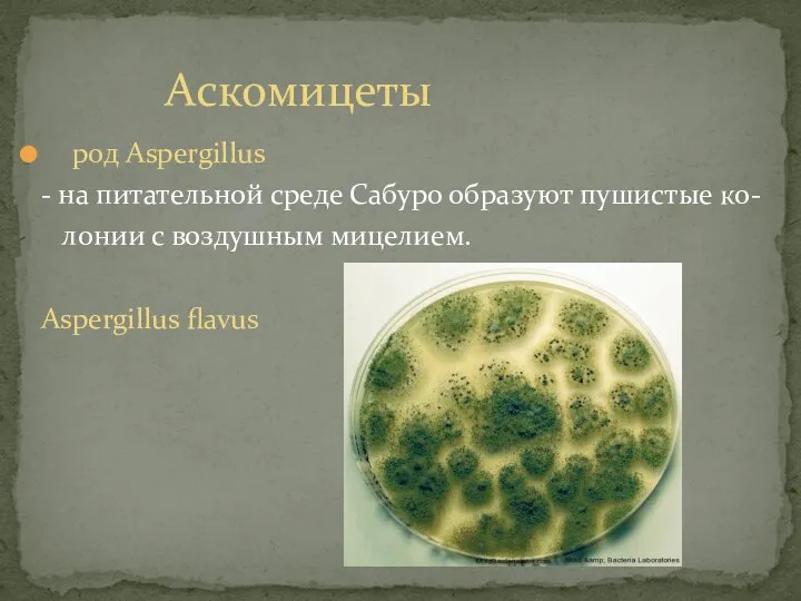 род Aspergillus - на питательной среде Сабуро образуют пушистые ко- лонии