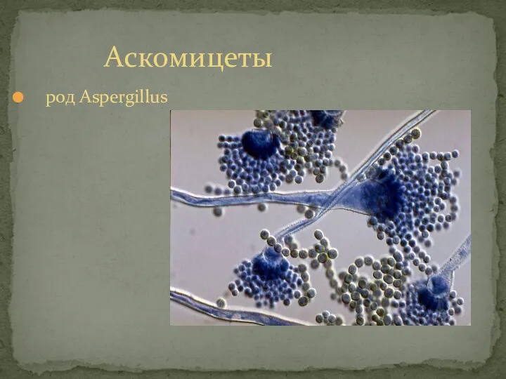 род Aspergillus Аскомицеты