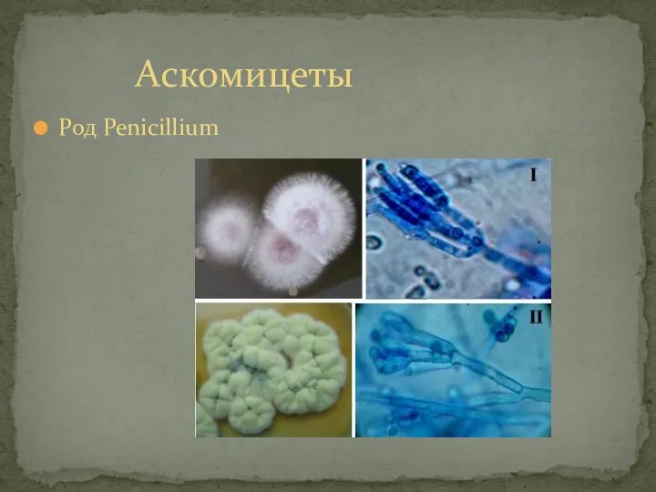 Аскомицеты Род Penicillium