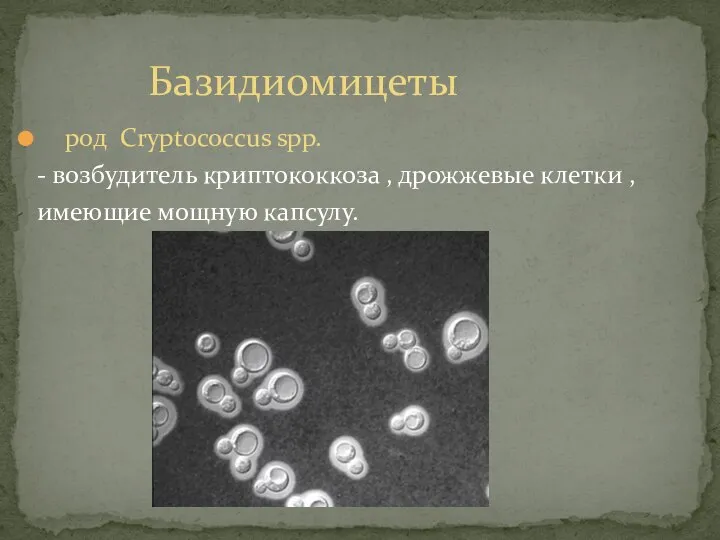 род Cryptococcus spp. - возбудитель криптококкоза , дрожжевые клетки , имеющие мощную капсулу. Базидиомицеты