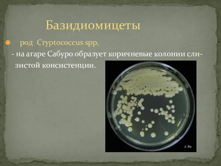 род Cryptococcus spp. - на агаре Сабуро образует коричневые колонии сли- зистой консистенции. Базидиомицеты