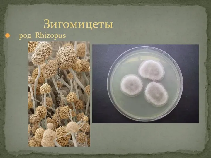 род Rhizopus Зигомицеты