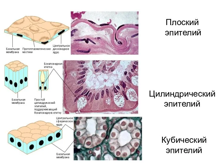 Цилиндрический эпителий Кубический эпителий Плоский эпителий