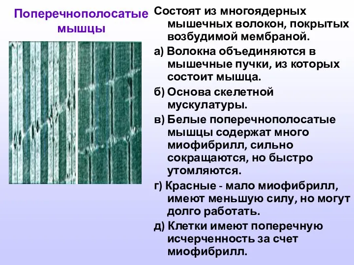 Поперечнополосатые мышцы Состоят из многоядерных мышечных волокон, покрытых возбудимой мембраной. а)