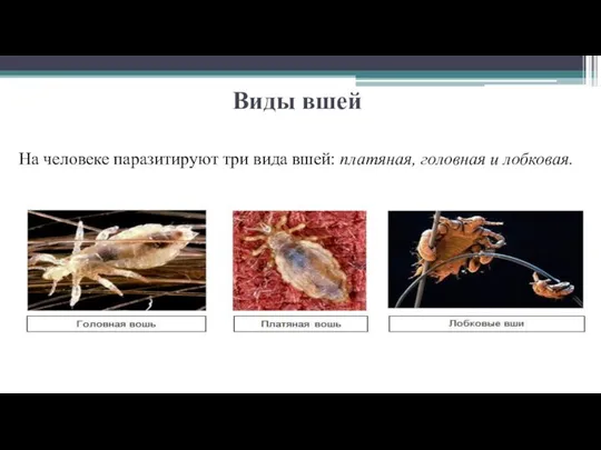 Виды вшей На человеке паразитируют три вида вшей: платяная, головная и лобковая.