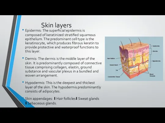 Skin layers Epidermis: The superficial epidermis is composed of keratinized stratified