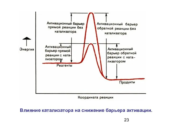 Влияние катализатора на снижение барьера активации.