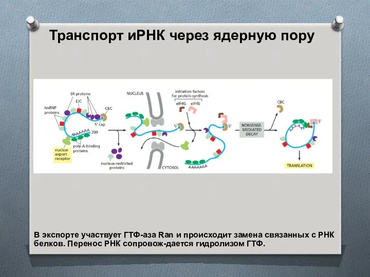 Транспорт иРНК через ядерную пору В экспорте участвует ГТФ-аза Ran и