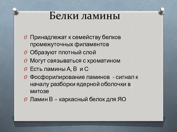 Белки ламины Принадлежат к семейству белков промежуточных филаментов Образуют плотный слой