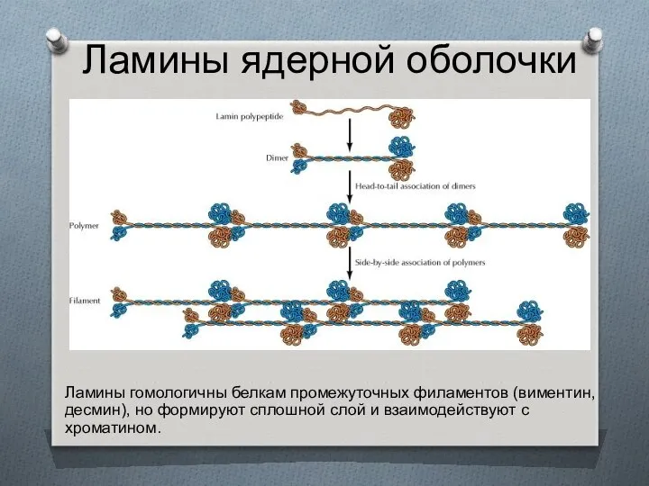 Ламины ядерной оболочки Ламины гомологичны белкам промежуточных филаментов (виментин, десмин), но