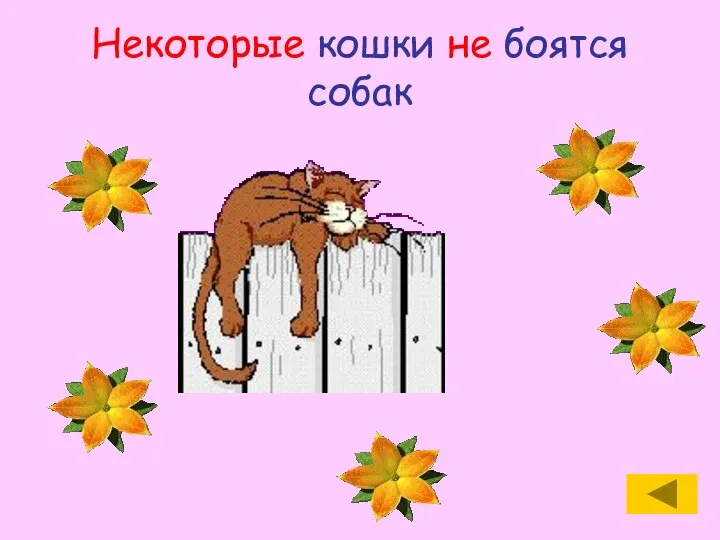 Некоторые кошки не боятся собак