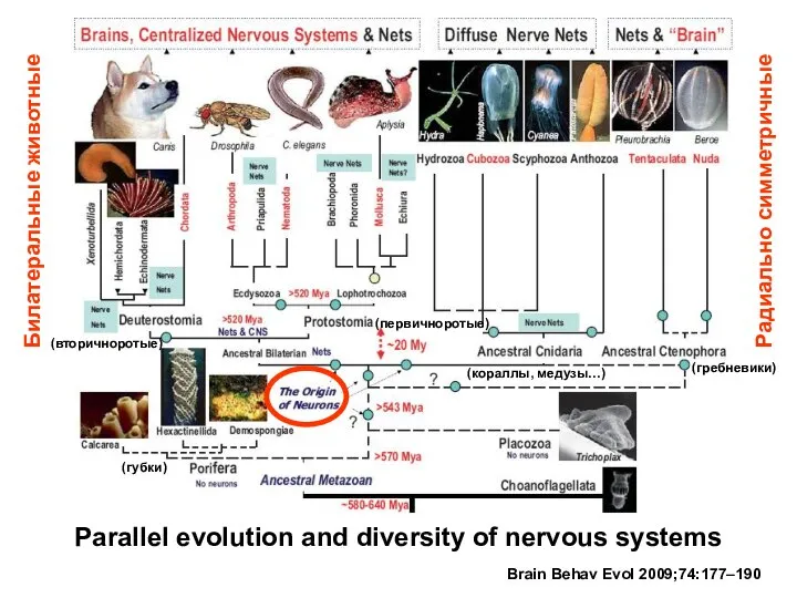 Parallel evolution and diversity of nervous systems Brain Behav Evol 2009;74:177–190