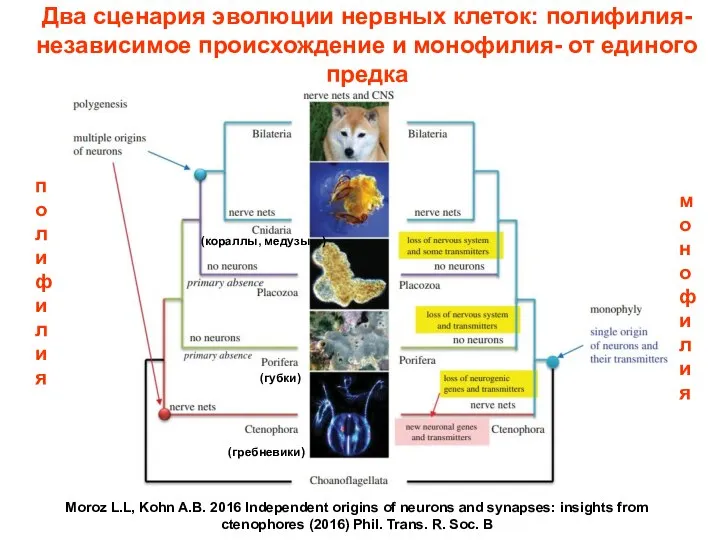 Два сценария эволюции нервных клеток: полифилия- независимое происхождение и монофилия- от