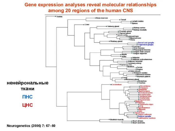 Neurogenetics (2006) 7: 67–80 Gene expression analyses reveal molecular relationships among