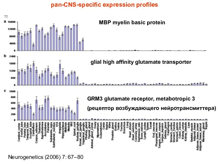 MBP myelin basic protein glial high affinity glutamate transporter GRM3 glutamate