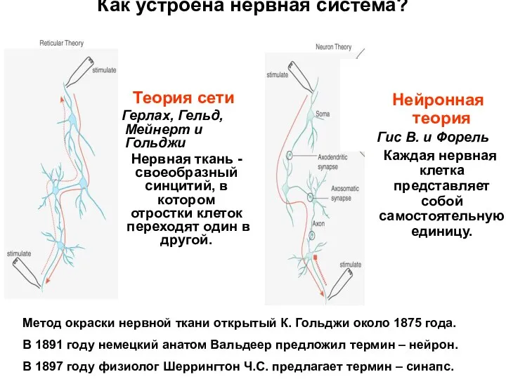 Как устроена нервная система? Теория сети Герлах, Гельд, Мейнерт и Гольджи