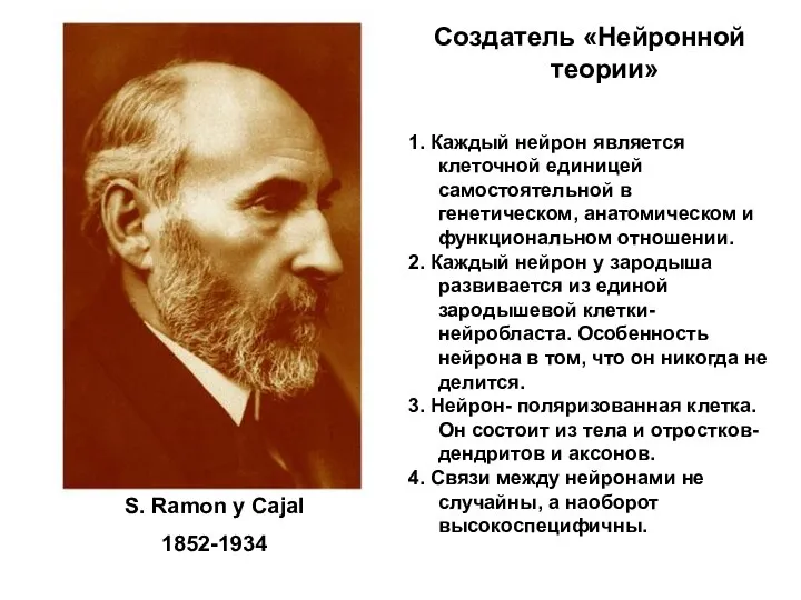 S. Ramon y Cajal 1852-1934 Создатель «Нейронной теории» 1. Каждый нейрон