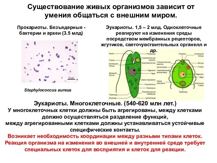 Существование живых организмов зависит от умения общаться с внешним миром. Эукариоты.