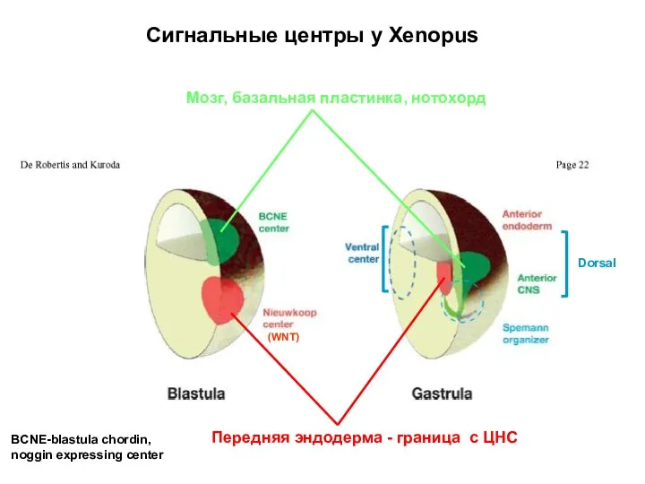 Мозг, базальная пластинка, нотохорд Передняя эндодерма - граница c ЦНС Сигнальные