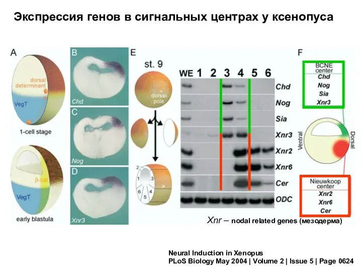 Neural Induction in Xenopus PLoS Biology May 2004 | Volume 2