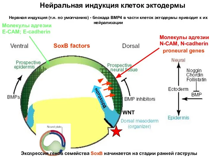 Нервная индукция (т.н. по умолчанию) - блокада BMP4 в части клеток