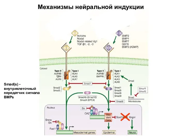 Механизмы нейральной индукции Smad(s) - внутриклеточный передатчик сигнала BMPs