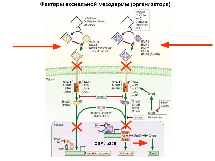 Факторы аксиальной мезодермы (организатора) CBP / p300