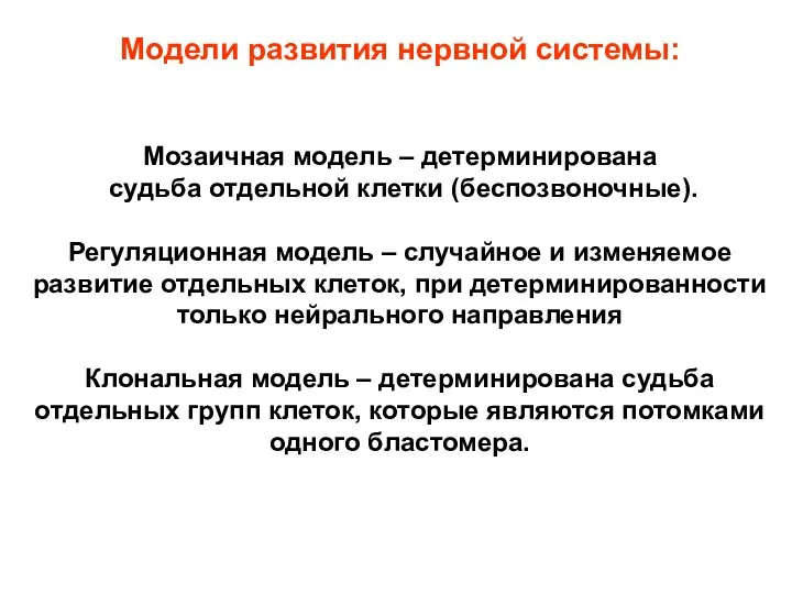 Модели развития нервной системы: Мозаичная модель – детерминирована судьба отдельной клетки