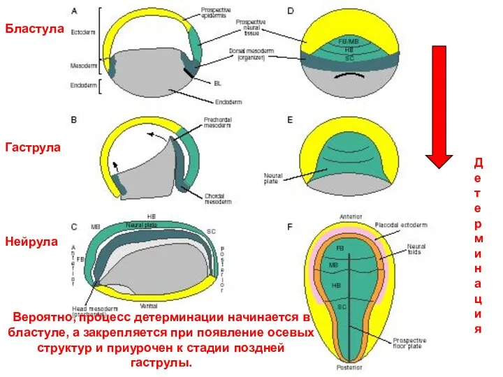 Бластула Гаструла Нейрула Детерминация Вероятно, процесс детерминации начинается в бластуле, а